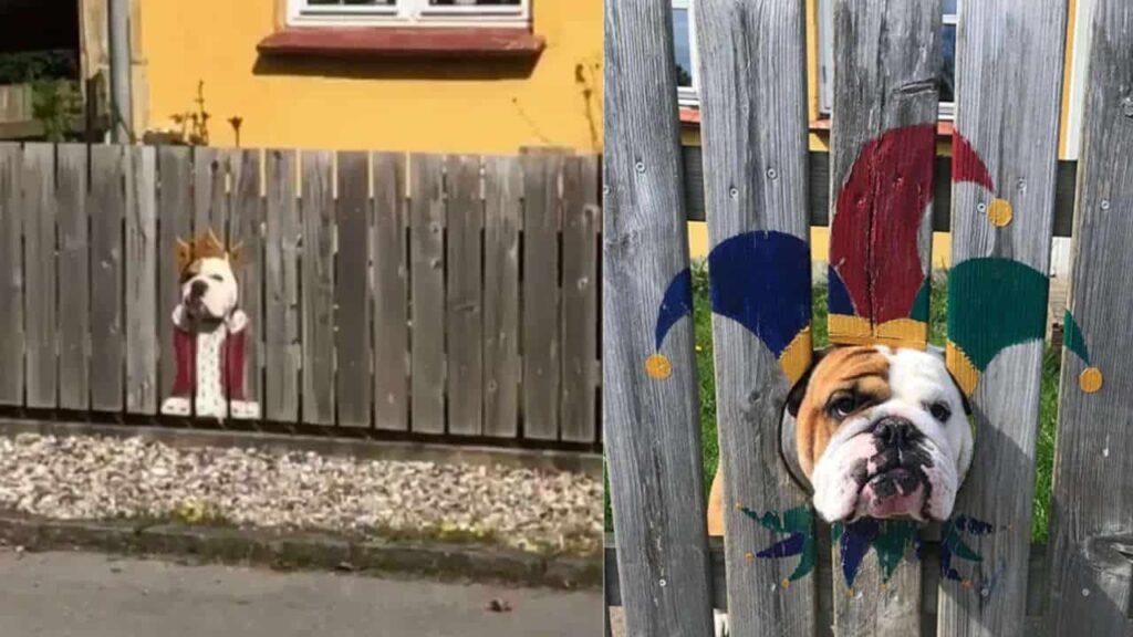 Bulldog passa tutto il giorno a guardare attraverso i buchi della recinzione