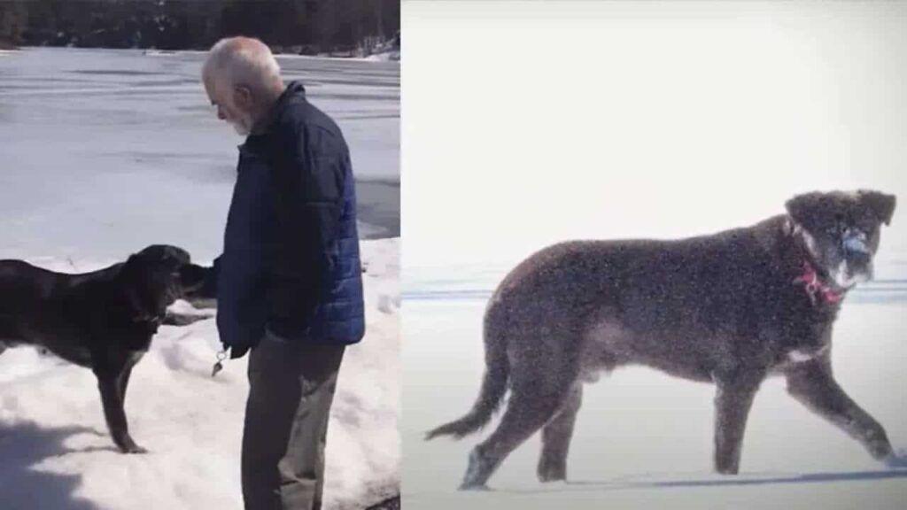 Signore salva un cucciolo randagio, non sapendo che anni dopo il cane gli avrebbe salvato la vita