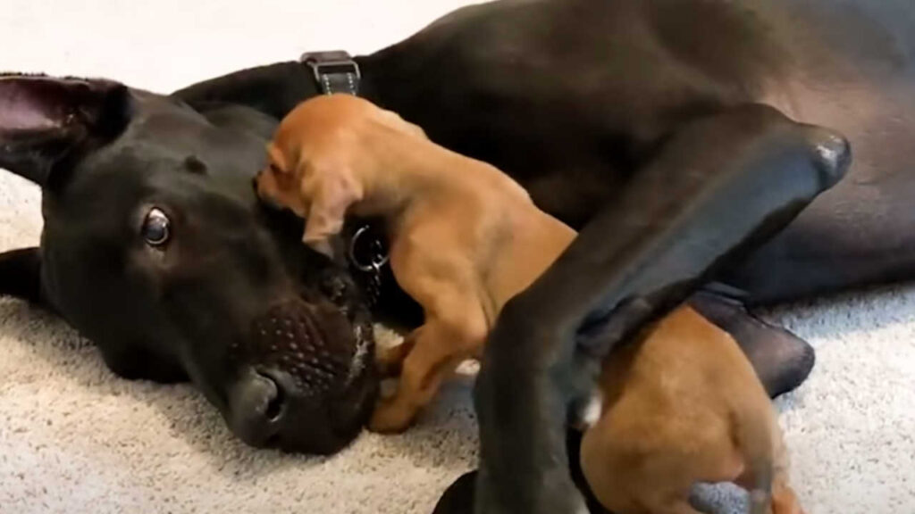 Un cucciolo minuscolo e depresso esce dal suo guscio quando incontra un nuovo gigantesco migliore amico