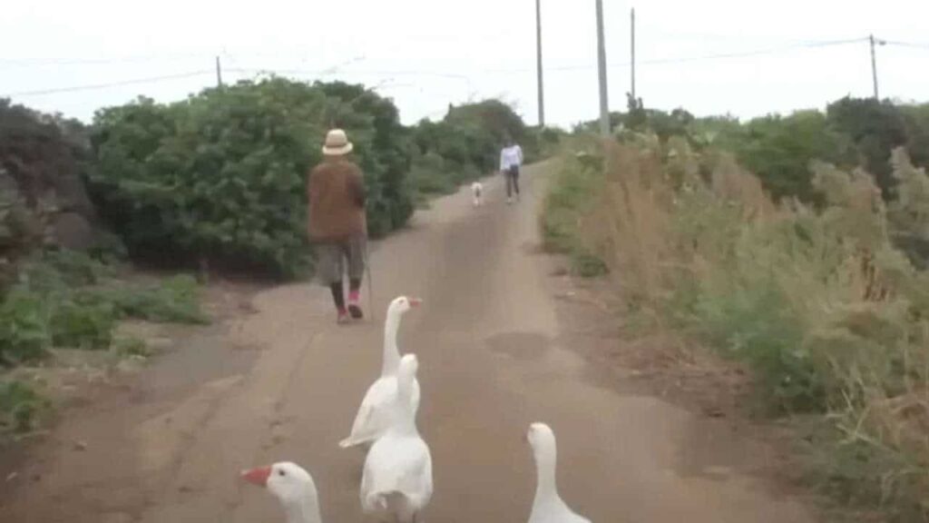 4 oche si innamorano di una nonna, la scoratano e la proteggono ovunque vada