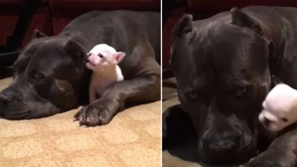 Il grande pitbull terrier fa da babysitter a un cucciolo ed è la cosa più adorabile di sempre (Video)