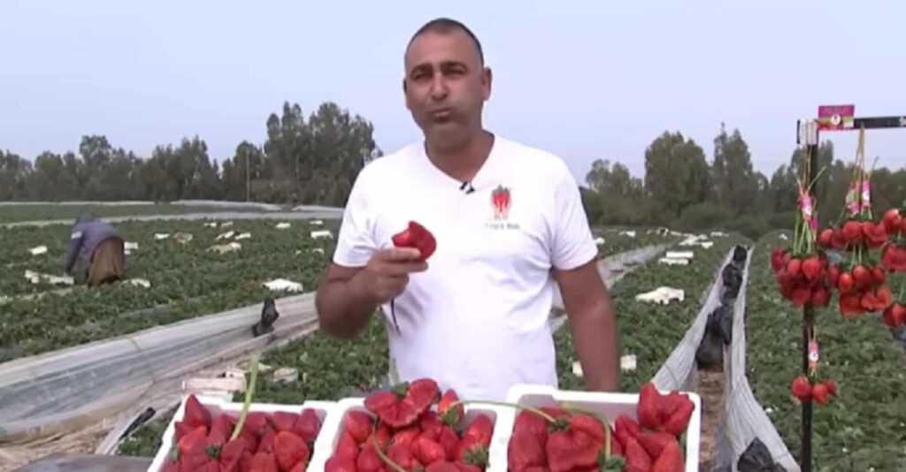 fragole