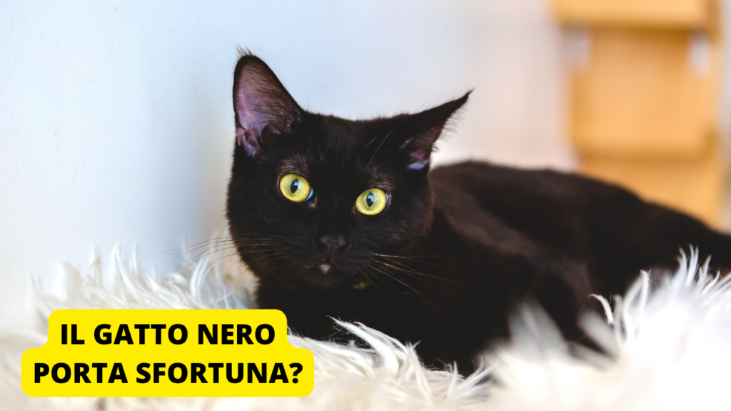 gatto-nero