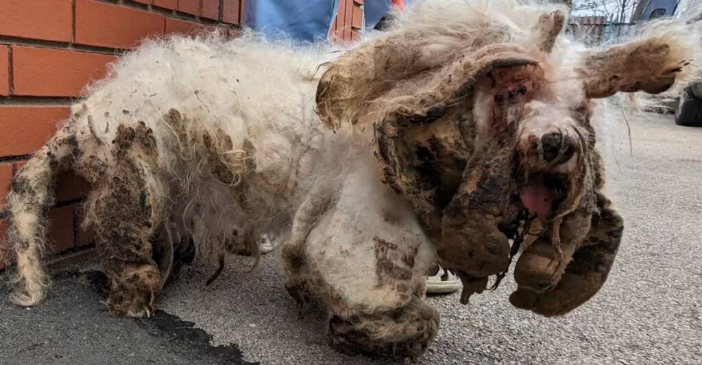 trovano cagnolino